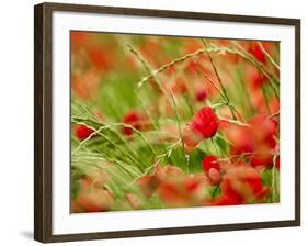 Poppy Field, Figueres, Girona, Catalonia, Spain, Europe-Mark Mawson-Framed Photographic Print