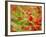 Poppy Field, Figueres, Girona, Catalonia, Spain, Europe-Mark Mawson-Framed Photographic Print