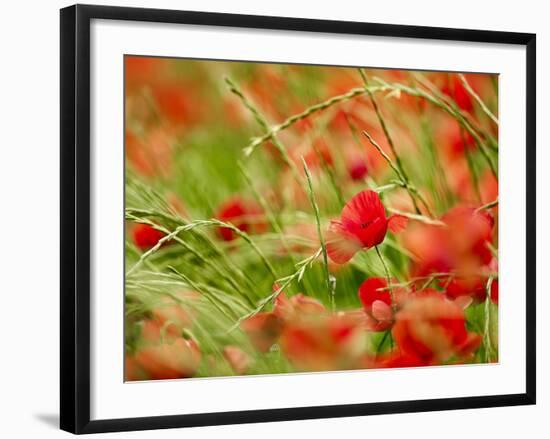 Poppy Field, Figueres, Girona, Catalonia, Spain, Europe-Mark Mawson-Framed Photographic Print