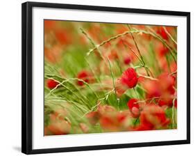 Poppy Field, Figueres, Girona, Catalonia, Spain, Europe-Mark Mawson-Framed Photographic Print