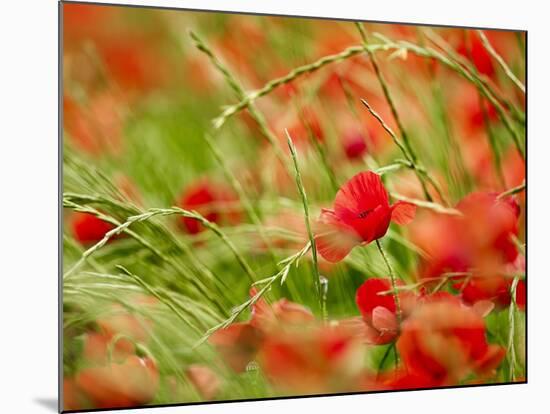 Poppy Field, Figueres, Girona, Catalonia, Spain, Europe-Mark Mawson-Mounted Photographic Print