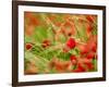 Poppy Field, Figueres, Girona, Catalonia, Spain, Europe-Mark Mawson-Framed Photographic Print