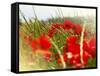 Poppy Field, Figueres, Girona, Catalonia, Spain, Europe-Mark Mawson-Framed Stretched Canvas