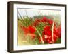 Poppy Field, Figueres, Girona, Catalonia, Spain, Europe-Mark Mawson-Framed Premium Photographic Print