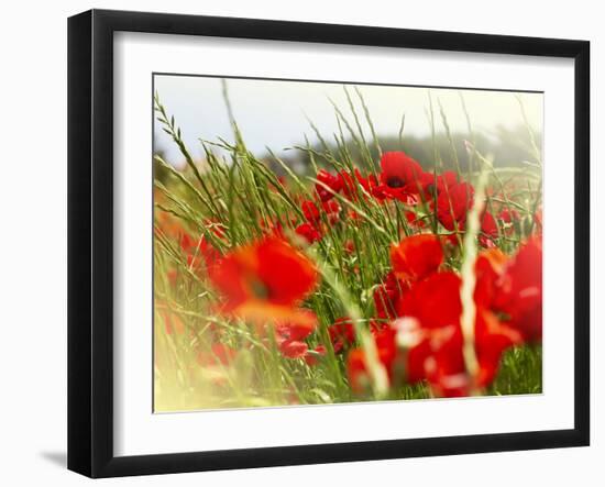 Poppy Field, Figueres, Girona, Catalonia, Spain, Europe-Mark Mawson-Framed Premium Photographic Print