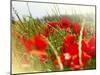 Poppy Field, Figueres, Girona, Catalonia, Spain, Europe-Mark Mawson-Mounted Premium Photographic Print