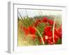 Poppy Field, Figueres, Girona, Catalonia, Spain, Europe-Mark Mawson-Framed Photographic Print