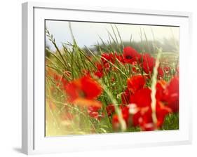 Poppy Field, Figueres, Girona, Catalonia, Spain, Europe-Mark Mawson-Framed Photographic Print