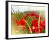 Poppy Field, Figueres, Girona, Catalonia, Spain, Europe-Mark Mawson-Framed Photographic Print