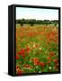 Poppy Field, Figueres, Girona, Catalonia, Spain, Europe-Mark Mawson-Framed Stretched Canvas