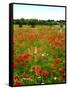 Poppy Field, Figueres, Girona, Catalonia, Spain, Europe-Mark Mawson-Framed Stretched Canvas