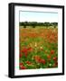 Poppy Field, Figueres, Girona, Catalonia, Spain, Europe-Mark Mawson-Framed Photographic Print