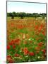 Poppy Field, Figueres, Girona, Catalonia, Spain, Europe-Mark Mawson-Mounted Photographic Print