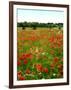 Poppy Field, Figueres, Girona, Catalonia, Spain, Europe-Mark Mawson-Framed Photographic Print