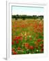 Poppy Field, Figueres, Girona, Catalonia, Spain, Europe-Mark Mawson-Framed Photographic Print