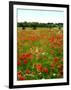 Poppy Field, Figueres, Girona, Catalonia, Spain, Europe-Mark Mawson-Framed Photographic Print