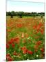 Poppy Field, Figueres, Girona, Catalonia, Spain, Europe-Mark Mawson-Mounted Photographic Print