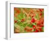 Poppy Field, Figueres, Girona, Catalonia, Spain, Europe-Mark Mawson-Framed Photographic Print