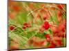 Poppy Field, Figueres, Girona, Catalonia, Spain, Europe-Mark Mawson-Mounted Photographic Print