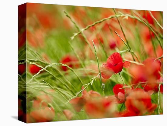 Poppy Field, Figueres, Girona, Catalonia, Spain, Europe-Mark Mawson-Stretched Canvas