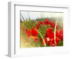 Poppy Field, Figueres, Girona, Catalonia, Spain, Europe-Mark Mawson-Framed Photographic Print