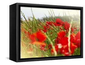 Poppy Field, Figueres, Girona, Catalonia, Spain, Europe-Mark Mawson-Framed Stretched Canvas