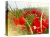 Poppy Field, Figueres, Girona, Catalonia, Spain, Europe-Mark Mawson-Stretched Canvas