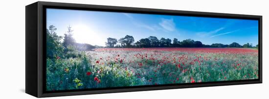 Poppy Field in Bloom, Ranworth, Norfolk, England-null-Framed Stretched Canvas