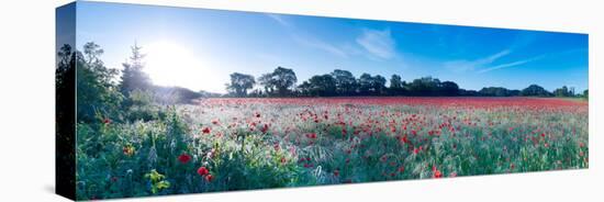 Poppy Field in Bloom, Ranworth, Norfolk, England-null-Stretched Canvas