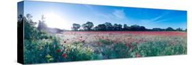 Poppy Field in Bloom, Ranworth, Norfolk, England-null-Stretched Canvas