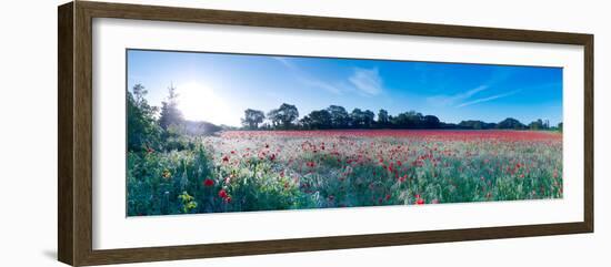 Poppy Field in Bloom, Ranworth, Norfolk, England-null-Framed Photographic Print