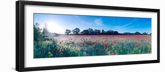 Poppy Field in Bloom, Ranworth, Norfolk, England-null-Framed Photographic Print