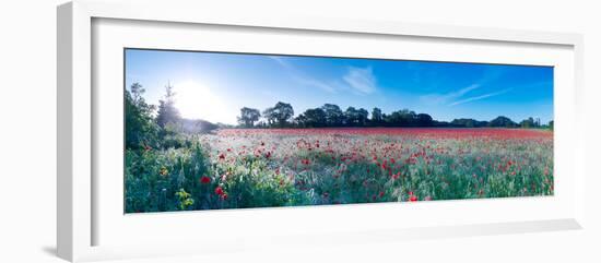 Poppy Field in Bloom, Ranworth, Norfolk, England-null-Framed Photographic Print