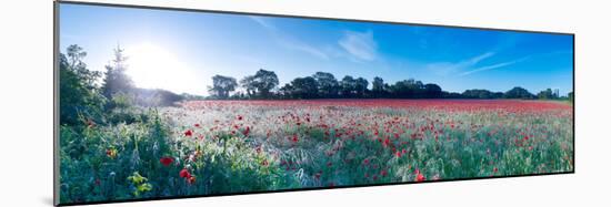 Poppy Field in Bloom, Ranworth, Norfolk, England-null-Mounted Photographic Print