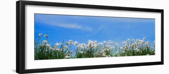 Poppy field in bloom, Tuscany, Italy-null-Framed Photographic Print