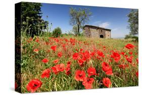 Poppy Field in front of a Country House on the Hills near Orvieto, Province of Terni, Umbria, Italy-null-Stretched Canvas