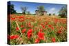 Poppy Field in front of a Country House on the Hills near Orvieto, Province of Terni, Umbria, Italy-null-Stretched Canvas