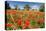 Poppy Field in front of a Country House on the Hills near Orvieto, Province of Terni, Umbria, Italy-null-Stretched Canvas