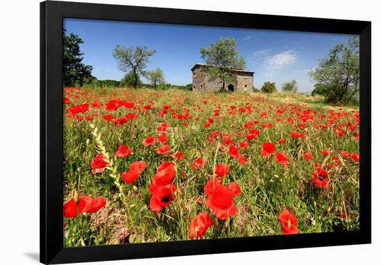 Poppy Field in front of a Country House on the Hills near Orvieto, Province of Terni, Umbria, Italy-null-Framed Art Print