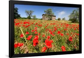 Poppy Field in front of a Country House on the Hills near Orvieto, Province of Terni, Umbria, Italy-null-Framed Art Print