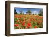 Poppy Field in front of a Country House on the Hills near Orvieto, Province of Terni, Umbria, Italy-null-Framed Art Print