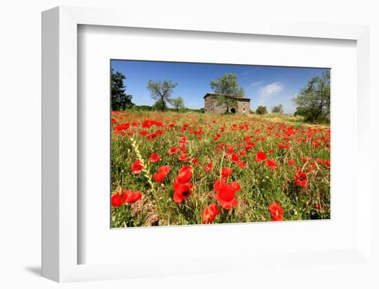 Poppy Field in front of a Country House on the Hills near Orvieto, Province of Terni, Umbria, Italy-null-Framed Art Print