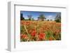 Poppy Field in front of a Country House on the Hills near Orvieto, Province of Terni, Umbria, Italy-null-Framed Art Print