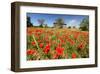 Poppy Field in front of a Country House on the Hills near Orvieto, Province of Terni, Umbria, Italy-null-Framed Art Print