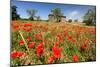 Poppy Field in front of a Country House on the Hills near Orvieto, Province of Terni, Umbria, Italy-null-Mounted Art Print