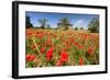 Poppy Field in front of a Country House on the Hills near Orvieto, Province of Terni, Umbria, Italy-null-Framed Art Print