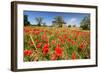 Poppy Field in front of a Country House on the Hills near Orvieto, Province of Terni, Umbria, Italy-null-Framed Art Print