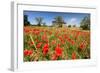 Poppy Field in front of a Country House on the Hills near Orvieto, Province of Terni, Umbria, Italy-null-Framed Art Print