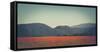 Poppy field in front of the Brocken (peak)-Mandy Stegen-Framed Stretched Canvas