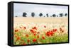 Poppy Field in Northumberland National Park-Matthew-Framed Stretched Canvas